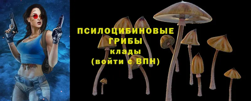 закладка  Волхов  Галлюциногенные грибы Magic Shrooms 